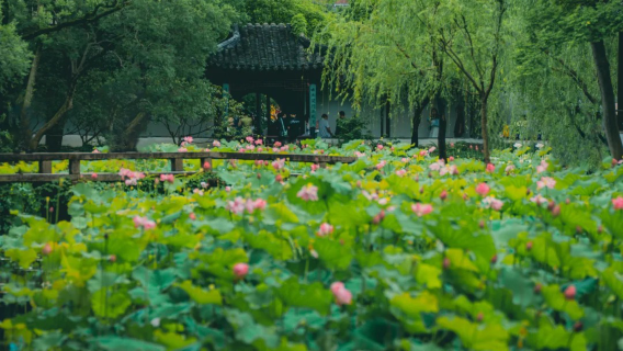 【精品小團90分鐘/私享團120分鐘】蘇州拙政園專業人員導覽