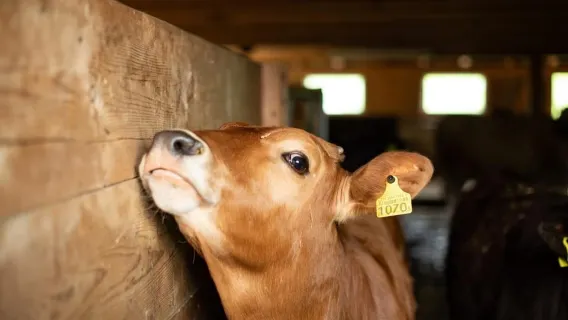 Zürich: Appenzell Day-Trip with Cheese & Chocolate Tastings