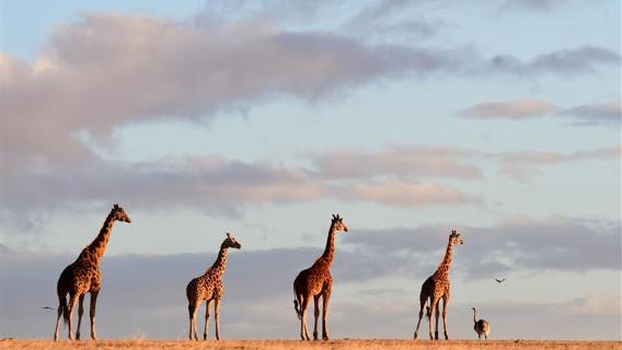 阿德萊德洛夫特山＋德國村＋蒙拿都動物園一日遊【中文團】