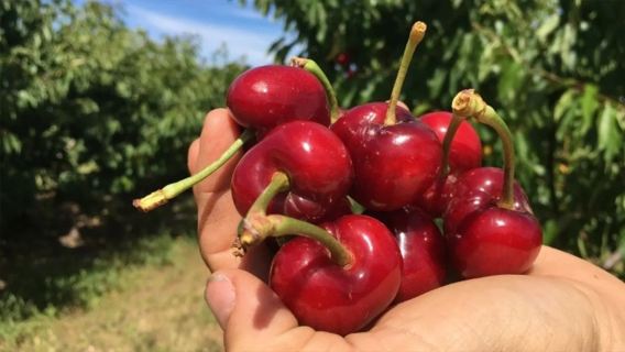 [Family-Friendly Choice] 1-day tour to Blue Mountains & Cherry Orchard Picking in Sydney, Australia