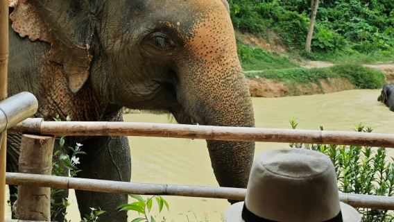 Заповедник слонов «Скрытый лес» на Пхукете: экскурсия с гидом + шведский стол