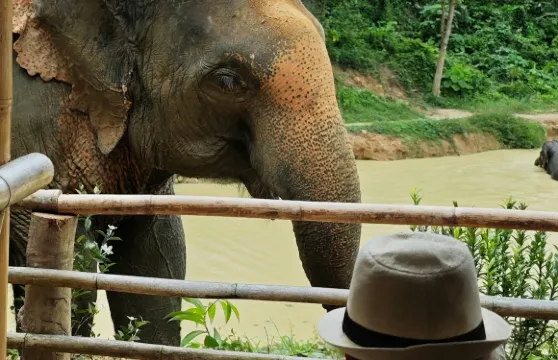 布吉隱秘森林大象保護區:導覽團 + 自助餐