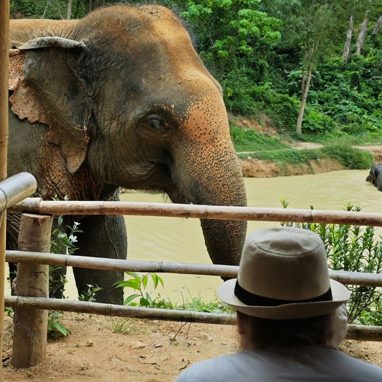 Заповедник слонов «Скрытый лес» на Пхукете: экскурсия с гидом + шведский стол