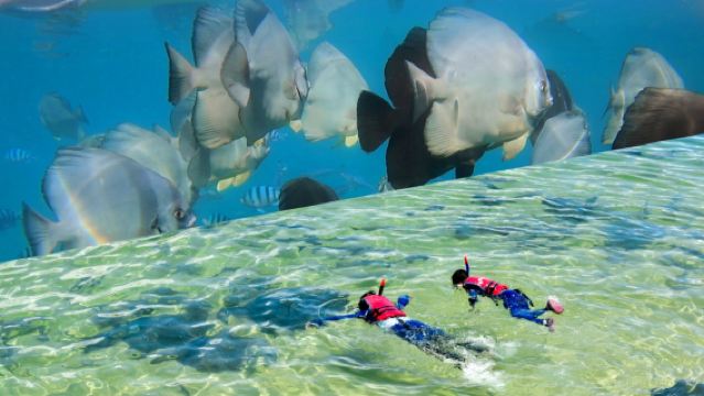 陵水專業浮潛魔鬼魚 教練1對4小團制 贈送拍攝 包含上島船票