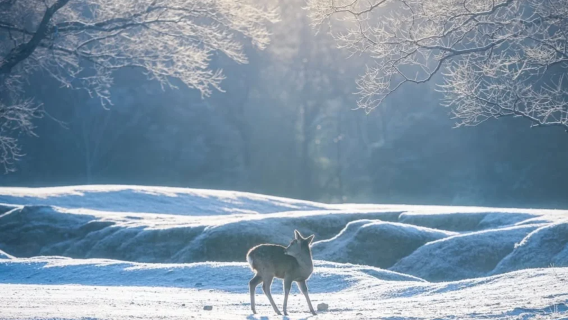Excursion d'une journée au départ d'Osaka : Tōdai-ji + Kōfuku-ji + Parc de Nara + Sanctuaire Kasuga-taisha + Yakushi-ji Temple
