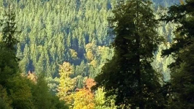 1-day tour to Baden-Baden + Triberg [Hot Springs & Black Forest] from Nuremberg, Germany