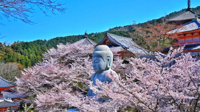 壺阪寺の桜大仏、吉野山&いちご狩り日帰りツアー【大阪発】