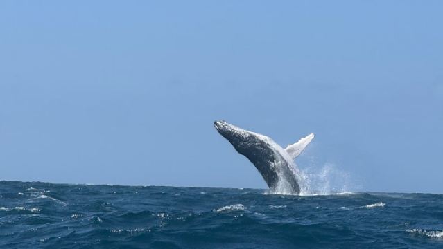 Tour di un giorno per avvistamento di balene e delfini a Mirissa, Sri Lanka con trasferimento incluso