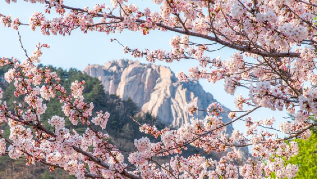 Mt. Seorak + Naksansa Temple One Day Tour (From Seoul Hongdae/Myeongdong/Dongdaemun)