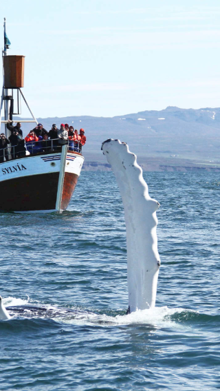 From Husavik, Iceland: Traditional whale watching tour [on a classic Icelandic oak boat]