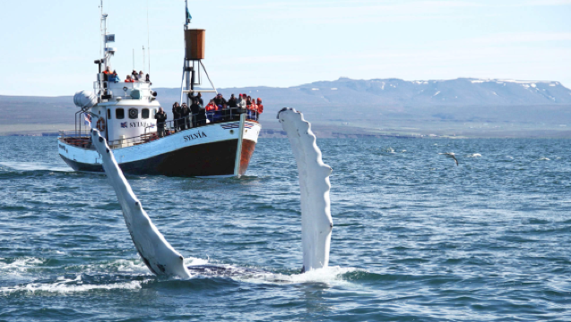Исландия, отправление из Хусавика: традиционный тур по наблюдению за китами [на традиционной исландской дубовой лодке]