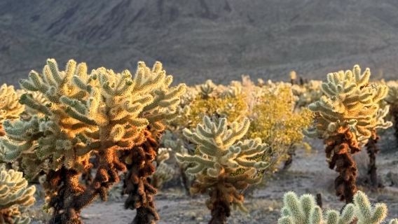 美國洛杉磯來回-棕櫚泉-約書亞樹國家公園定制包車【市區接駁】