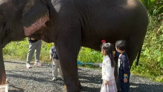 Wild elephant valley attractions & tours - book Xishuangbanna wild elephant valley elephant bathing and keeper experience/rainforest elephant walk discounts