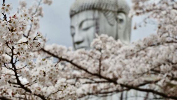 日本大阪來回宇治+京都-祇園-金閣寺-三年坂（產寧坂）-私享行