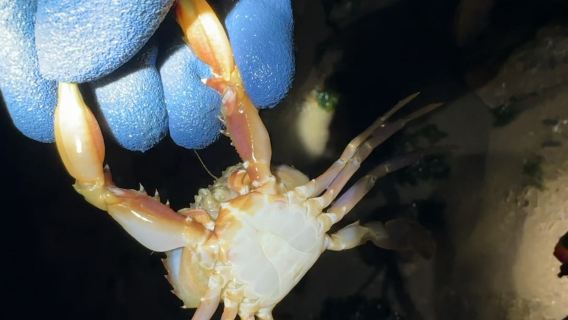 青島石老人趕海體驗（提供趕海工具＋專業教練帶隊＋收穫歸顧客）