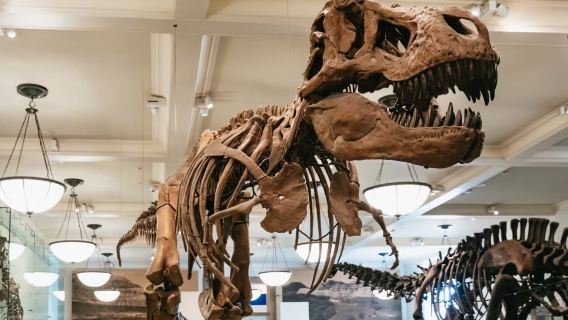 Brussels dinosaur tour: the world of iguanodons discovered by miners