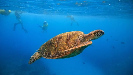 HonoluluExperiences