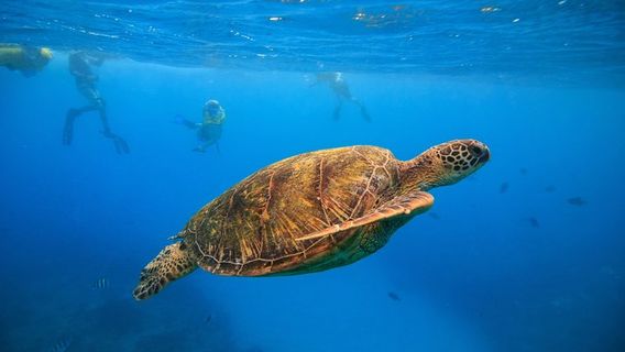 HonoluluExperiences