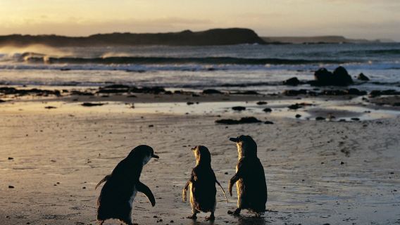 Phillip IslandTours