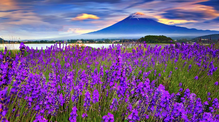 富士山河口湖全景纜車+網紅羅森+忍野八海一日遊，贈送纜車票