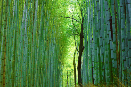 One-day trip to Sanzen-in Temple in Kyoto, Japan
