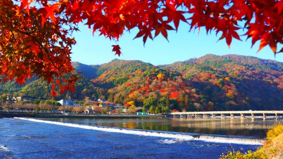 Однодневный тур в Киото с посещением Кинкаку-дзи, ночной подсветкой кленов и поездкой на поезде по Арашияме и Сагано (включены билеты, сезонное предложение осенью)