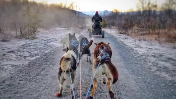 Norway Tromso anjing tarik kereta luncur + 7 jam tur berbahasa Inggeris + pergi-balik Tromso + pemandu pelancong berbahasa Inggeris