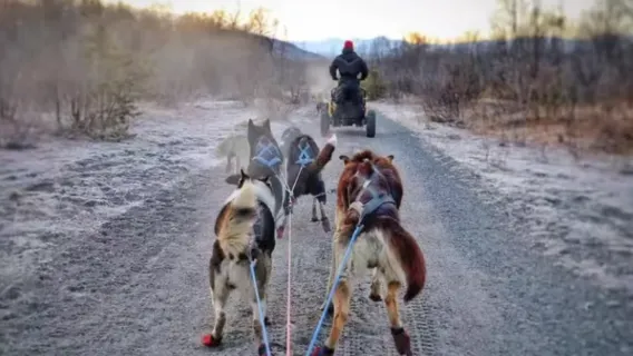 Tromsø Dog Sledding Tour in Norway + 7-Hour English Tour + Round-trip from Tromsø + English-Speaking guide