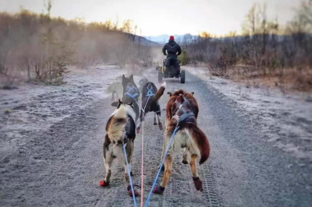Dog Sledding in Tromso, Norway + English-speaking Group + Round-trip from Tromso + English-speaking Guide
