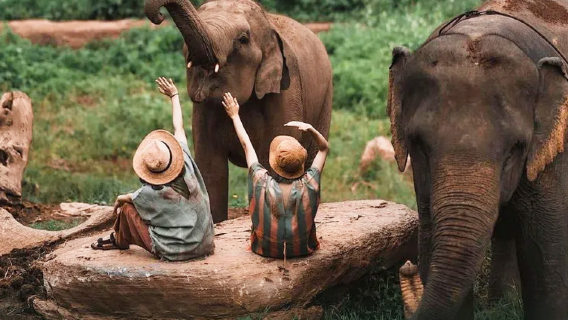 พัทยา: ทัวร์ครึ่งวันกับช้างอินฟลูเอนเซอร์ [ราคาจำกัด]