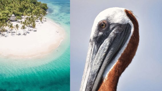 Desde Samaná: Paseo en barco y a pie por Los Haitises con almuerzo