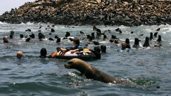 Lima: Excursión a la Isla Palomino|Entrada, leones marinos|