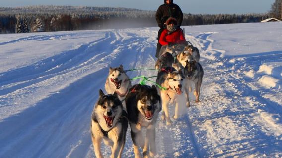 Luleå: Drive your own Husky team, 10km