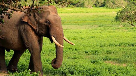 Udawalawa: Udawalawa National Park Safari Tour