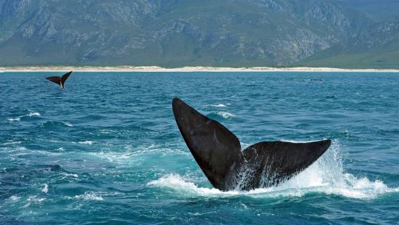 Dari Cape Town: Tur Sehari Penuh Menonton Paus di Hermanus