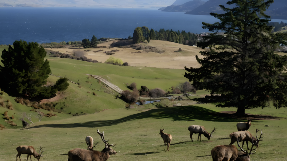Queenstown, Neuseeland – Halbtagesausflug zum Deer Park Heights