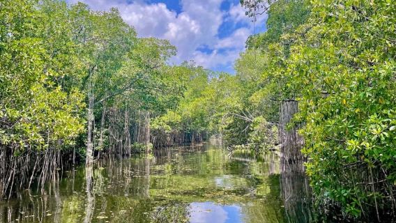 South Coast: Pelican Bar & Black River Safari Experience