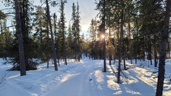 Kiruna: Snowshoe Trek with Warm Beverage and Sandwich