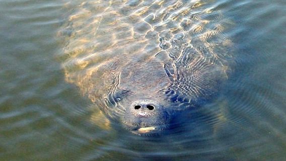 St. Augustine: Dolphin and Wildlife Historical Boat Tour
