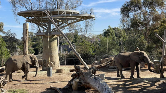 Zoo di San Diego negli Stati Uniti [Prenotazione biglietto d'ingresso—escluso trasporto]