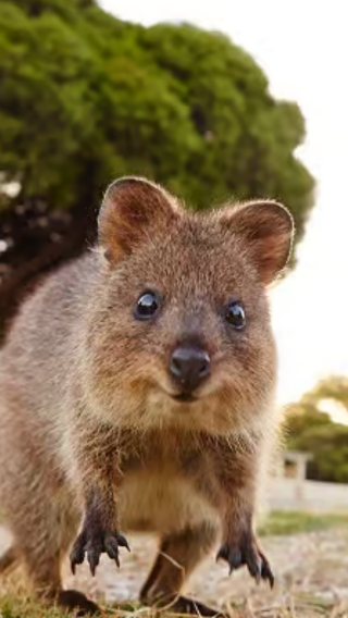 Australia | Perth | Rottnest Island 1-day tour: optional transfer / hop-on hop-off bus / bicycle