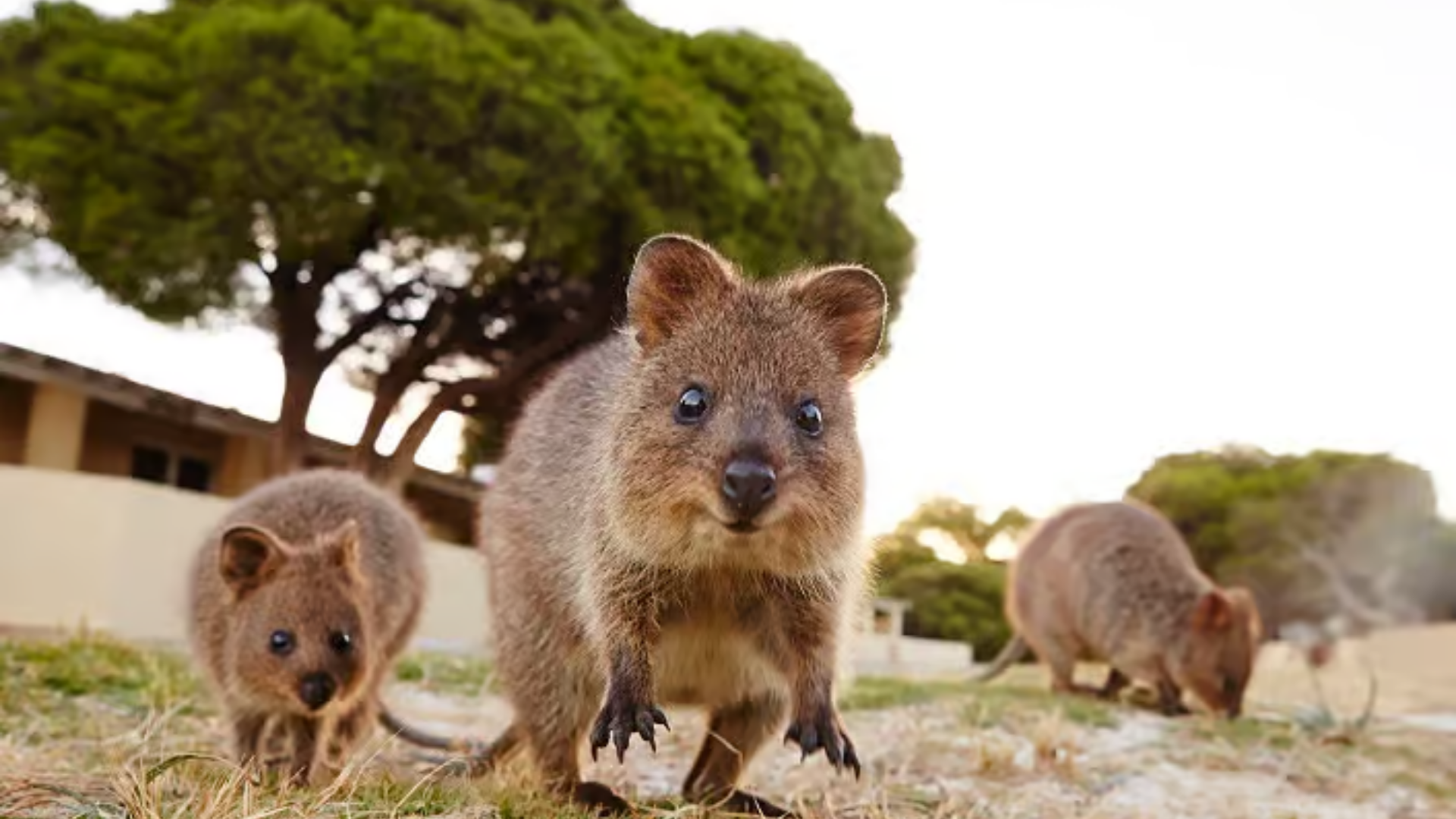 Perth Rottnest Island 1-day Tour [Round-Trip Boat Ticket - Full-Day Free Time]