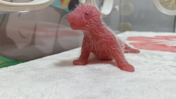 Offiziell zertifizierte halbtägige Forschungsveranstaltung im Chengdu Panda Base - "Das Tagebuch der Panda-Mutter"