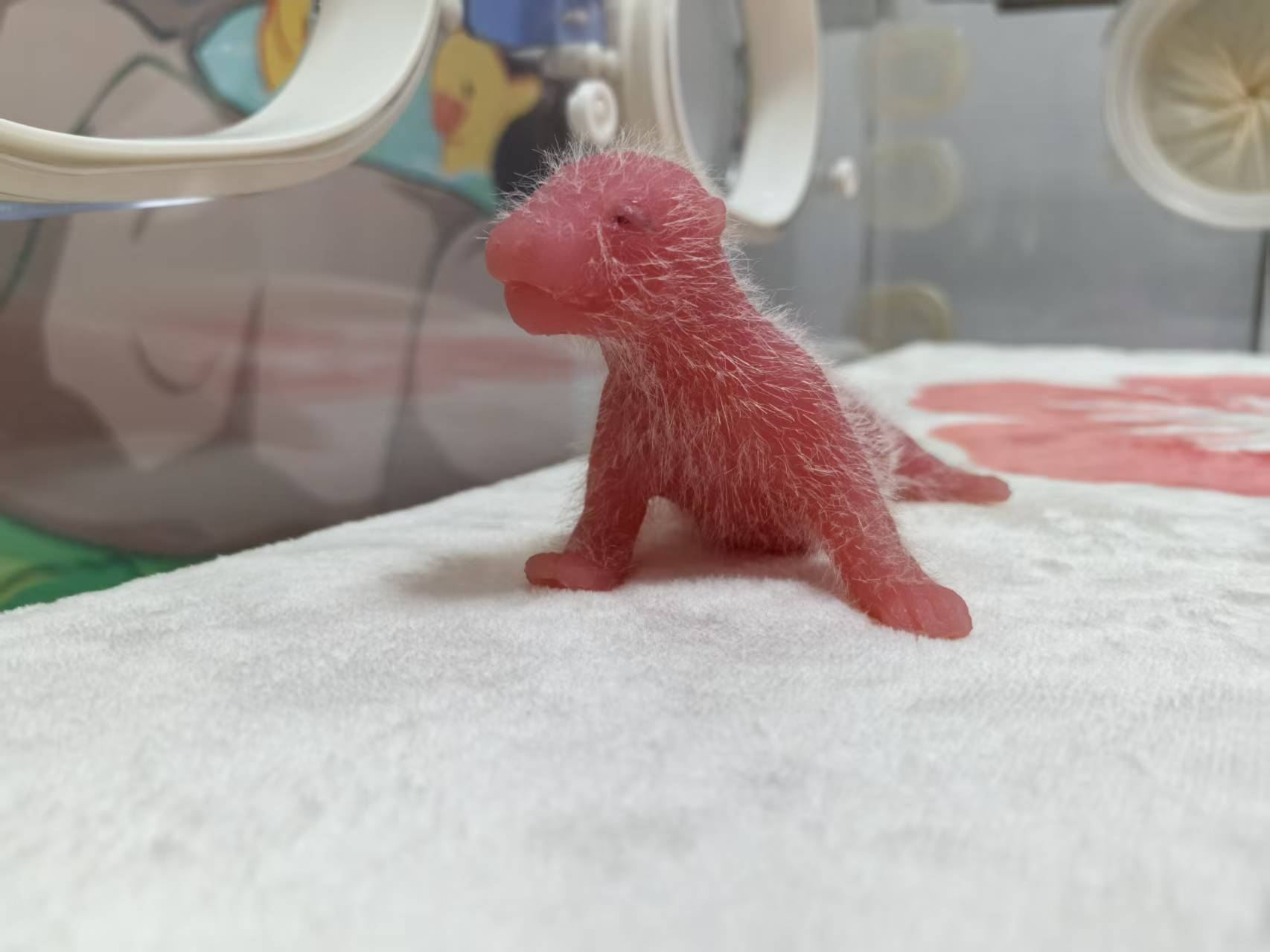 Attività di studio semestrale certificata ufficialmente dalla base dei panda di Chengdu - "Il diario della maternità della mamma panda"