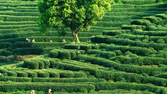 杭州西湖龍井村半日遊【專車接送+採茶炒茶體驗+品獅峰龍井】