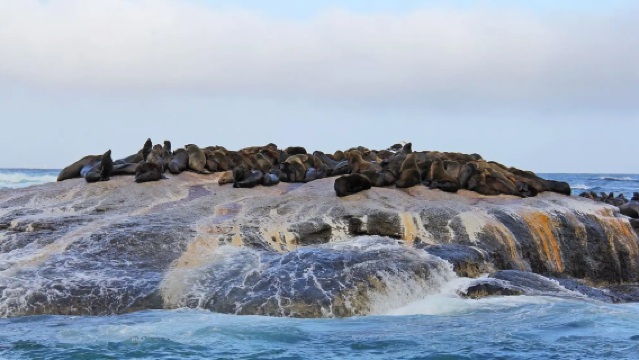 ケープタウンのプレミアム少人数ワンデーツアー、喜望峰+ペンギンビーチ、市内ホテル送迎付き