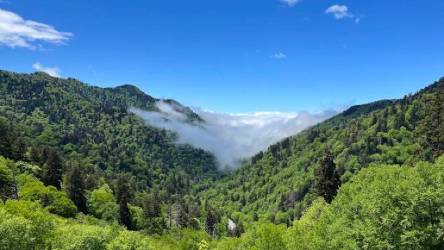 美國亞特蘭大大煙山國家公園-森林賞景【中文專車-愜意舒適】