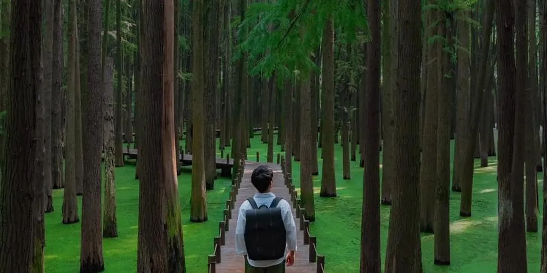 Hangzhou Lin'an Qingshan Lake Matcha Forest