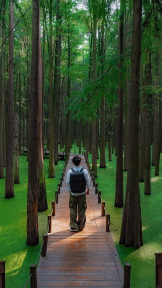Hangzhou Lin'an Qingshan Lake Matcha Forest Hidden "Green Fairyland" + Wuyue Culture 1-day Tour