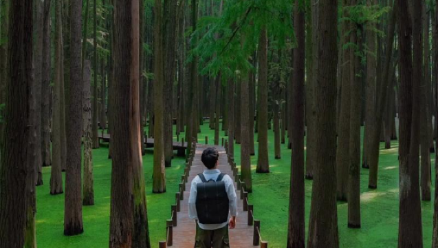 Hangzhou Lin'an Qingshan Lake Matcha Forest Hidden "Green Fairyland" + Wuyue Culture 1-day Tour